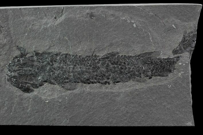 Devonian Lobed-Fin Fish (Osteolepis) - Scotland #93942